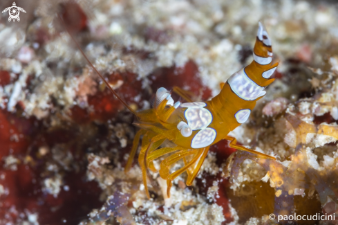 A Thor amboiniensis | Squat Shrimp