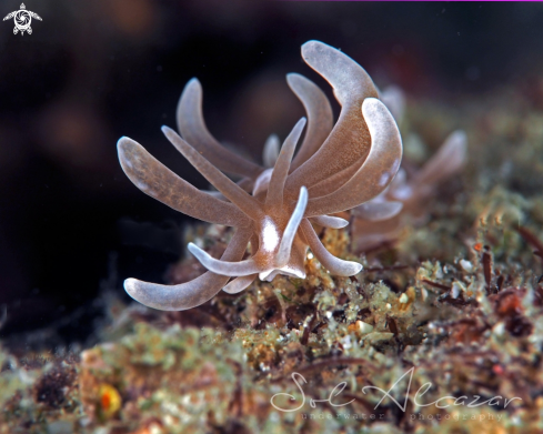 A nudibranch