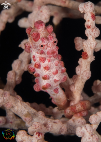 A Hippocampus bargibanti | Pygmy seahorse