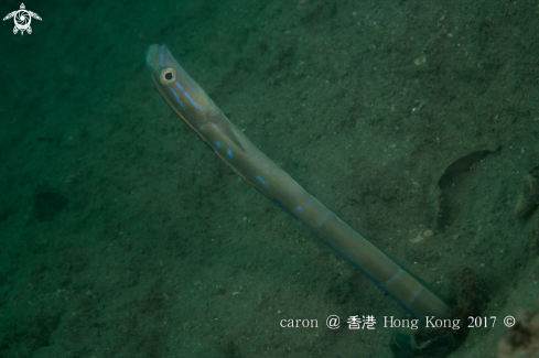 A Snake Blenny Fish