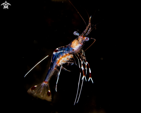A Ancylomenes magnificus, | Cleaner shrimp