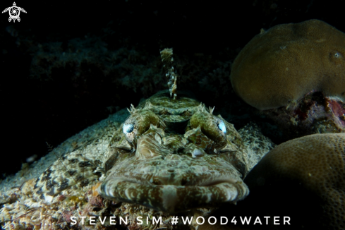 A Crocodile fish 