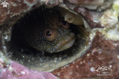 A Blenny