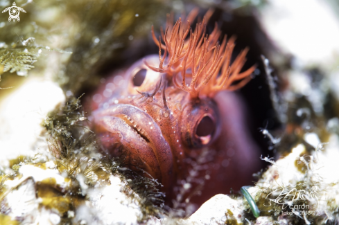 A Blenny 