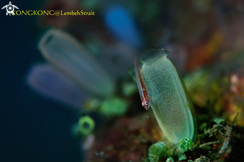 A Stonycoarl Ghostgoby