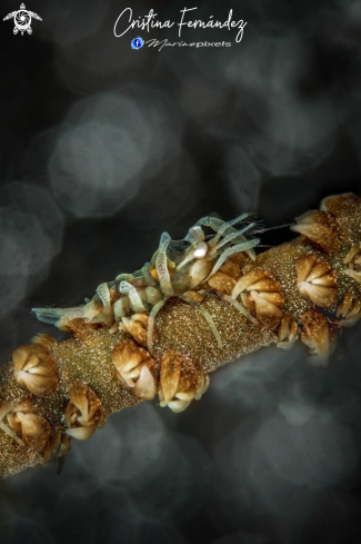 A Dasycaris zanzibarica | Shrimp