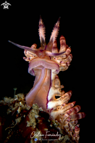 A Coryphellina rubrolineata | Nudibranch