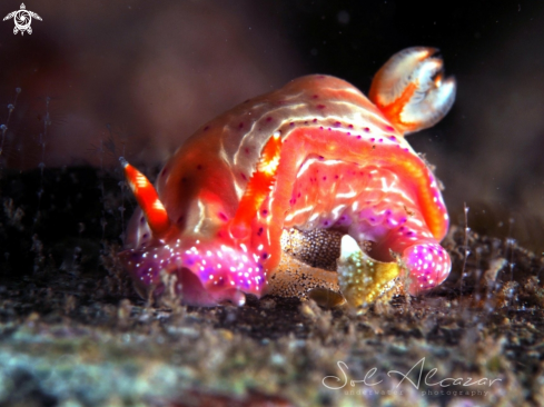 A Nudibranch