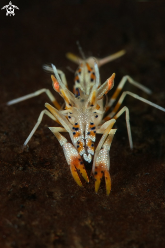 A Spiny tiger shrimp  (Phyllognathia