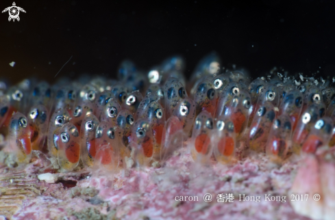 A clown fish eggs