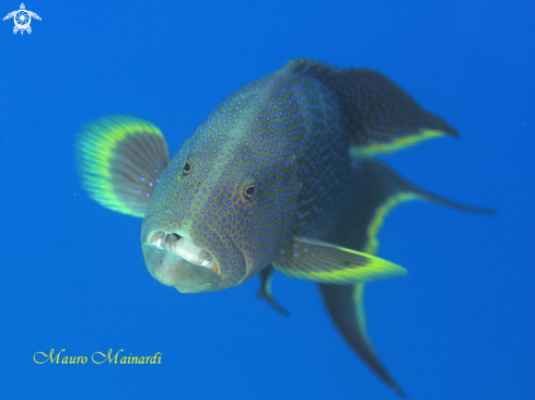 A Grouper