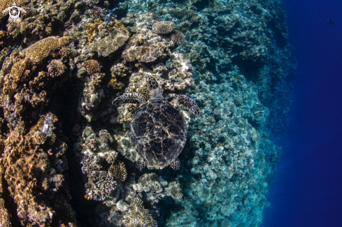 A hawksbill turtle