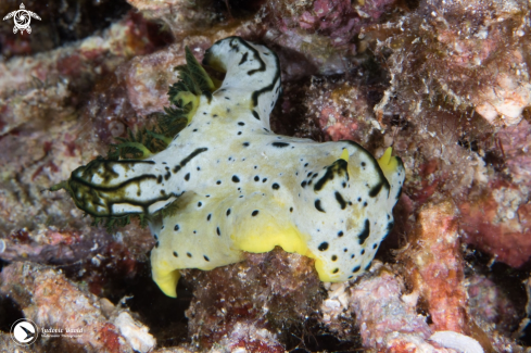 A Aegires serenae | Gray Norse God Nudibranch