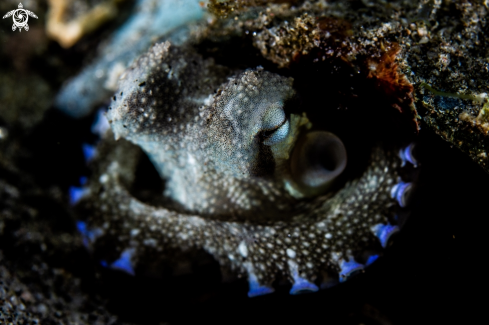 A Amphioctopus marginatus | Coconut octopus