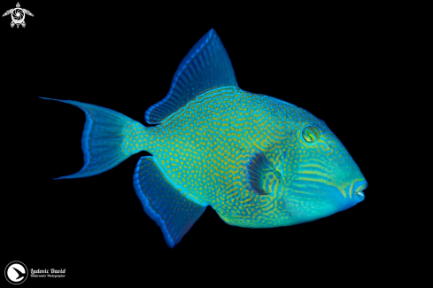 A Blue Triggerfish