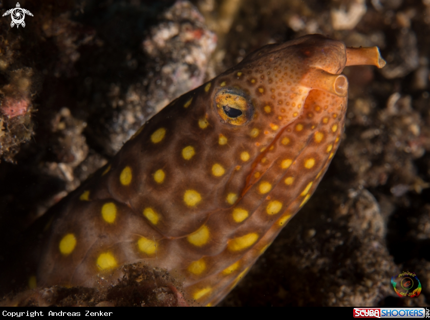A Yellow-spotted snake eel