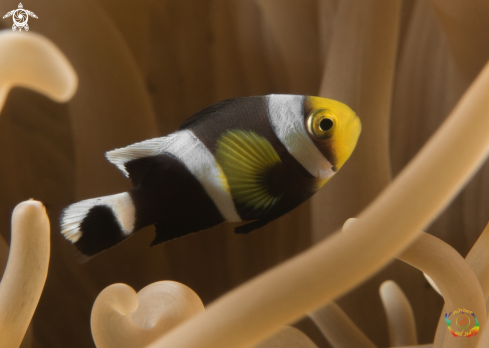 A Saddleback clownfish