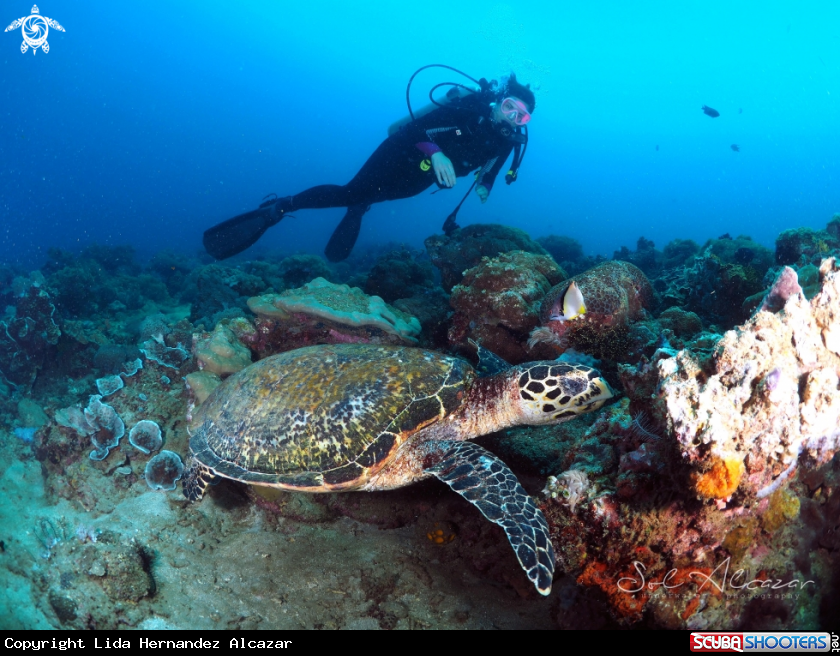 A green turtle and diver