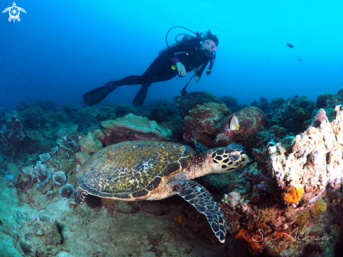 A green turtle and diver