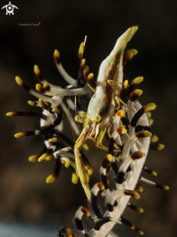 A Crinoid shrimp