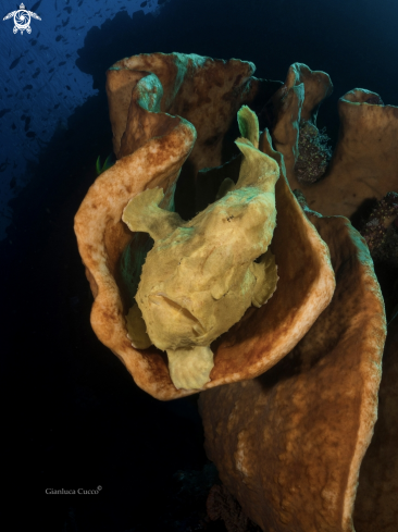 A Giant Frogfish