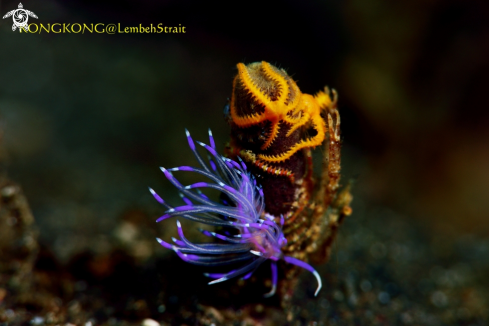 A Nuibranch and Sixarm Brittle Star