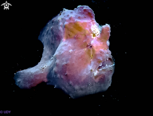 A Painted Frogfish