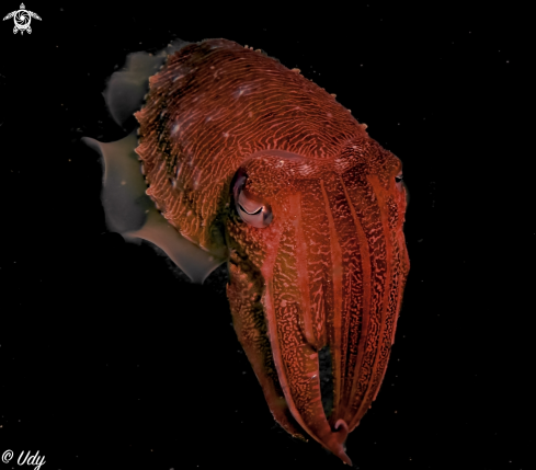 A Cuttlefish