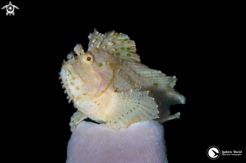 A Taenianotus triacanthus | Leaf Scorpionfish