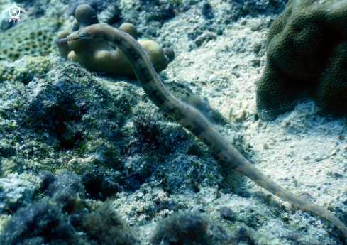 A Messmate Pipefish