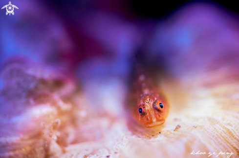 A Goby