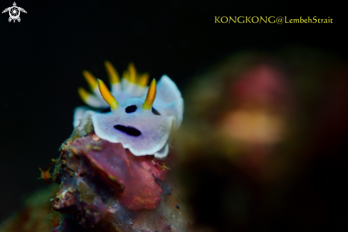 A Nudibranch