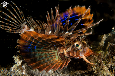 A Lionfish