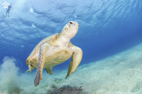 A Green turtle