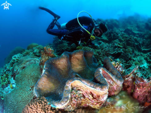 A giant clam