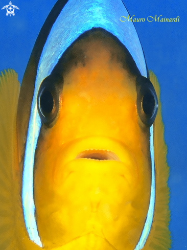 A Clownfish