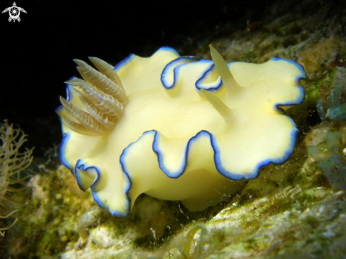 A Glossodoris kahlbrocki | Nudibranch