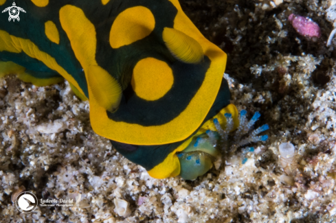 A Tambja gabrielae | Gabriela's Tambja Nudibranch