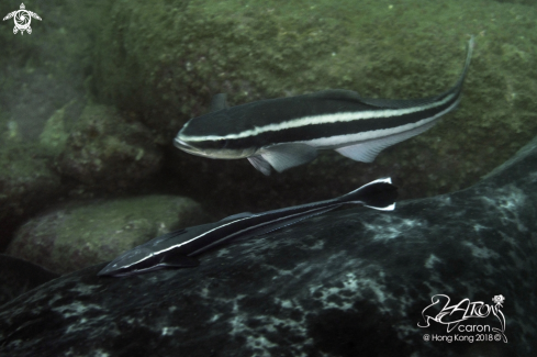 A Remora and Cobia 