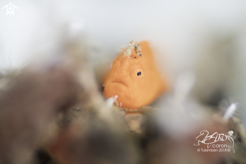 A Frogfish