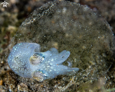 A Sepioteuthis lessoniana | Squid