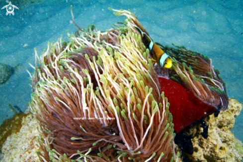 A Clownish and its Sea Anemone 