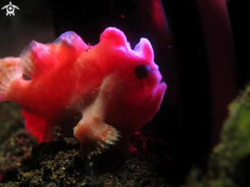 A Frogfish