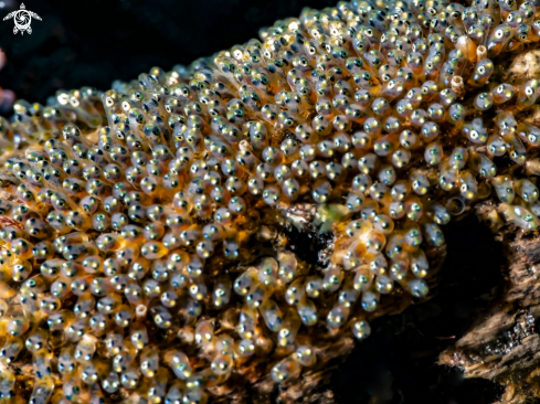 A clownfish eggs