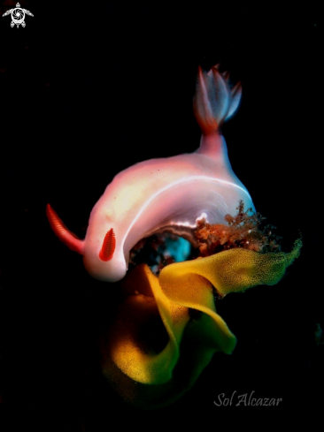 A Nudibranch