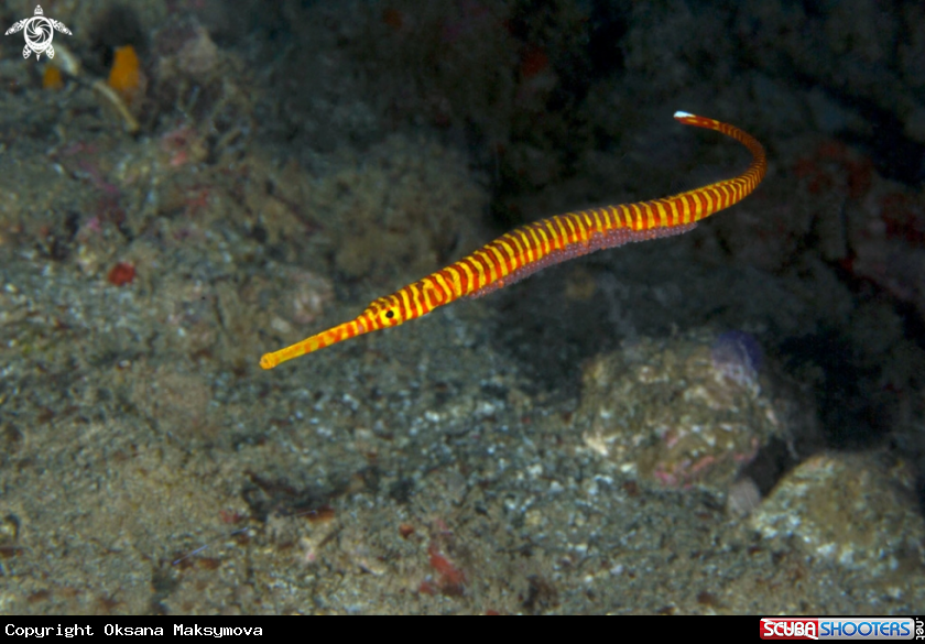 A Orange-Banded Pipefish (Dunckerocampus pessuliferus), male carrying the eggs