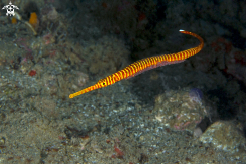 A Orange-Banded Pipefish (Dunckerocampus pessuliferus), male carrying the eggs