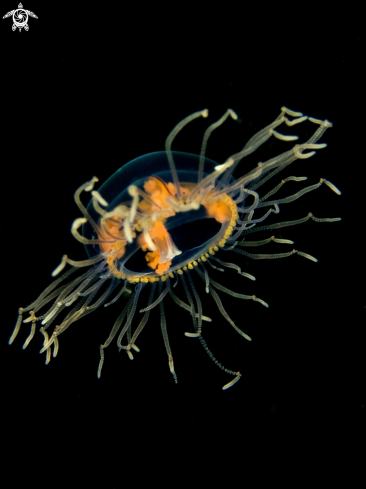 A Hydromedusae