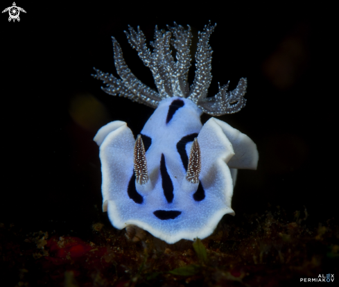 A Nudibranch