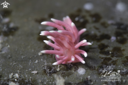 A Nudibranch